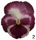 pansy