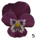 pansy