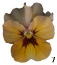 pansy