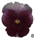 pansy