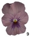 pansy