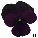 pansy