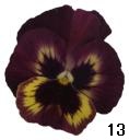 pansy