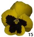 pansy