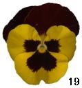 pansy