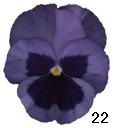 pansy