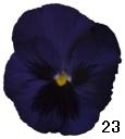 pansy