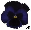 pansy