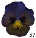 pansy