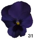 pansy