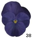 pansy