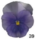 pansy