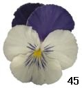 pansy