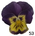 pansy