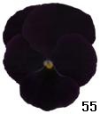 pansy