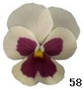 pansy