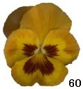 pansy