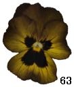 pansy