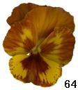 pansy