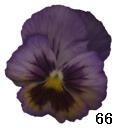 pansy