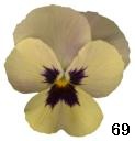 pansy