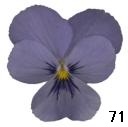 pansy