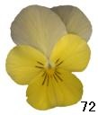 pansy