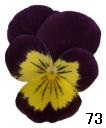 pansy