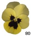 pansy