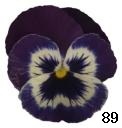 pansy