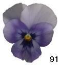 pansy