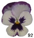 pansy