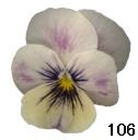 pansy