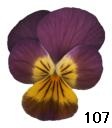 pansy