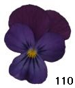 pansy