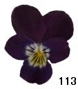 pansy