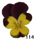 pansy