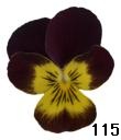 pansy