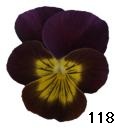 pansy