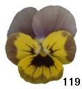 pansy