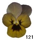 pansy