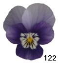 pansy