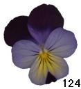 pansy