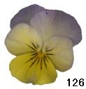 pansy