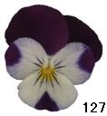 pansy