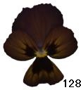 pansy