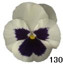 pansy