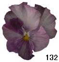 pansy