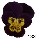 pansy