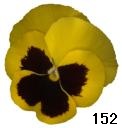 pansy